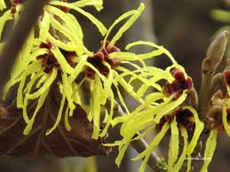 Image result for Hamamelis mollisi