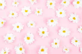 Jun 03, 2021 · wallpaper 234828; Pink White Wallpaper Pink Pattern Flower Daisy Petal 792218 Wallpaperuse