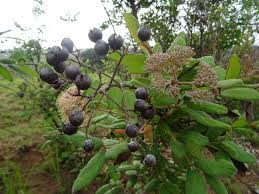 Image result for Crossopteryx