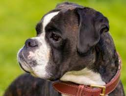 4 Best Boxer Breeders In Florida 2022 We Love Doodles