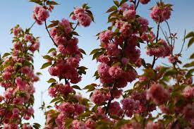 We did not find results for: Flowers And Regions The Plants That You Can Only Admire In Italy