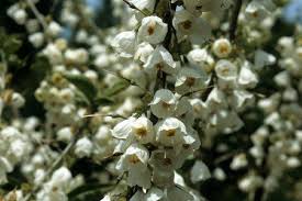 Image result for Halesia