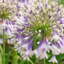 Image result for Agapanthus codii