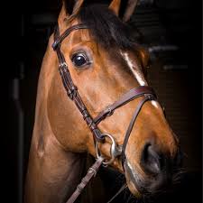 He competed at two summer olympics (in 2012 and 2016). Toveks Mary Lou 103im17 Fei Org