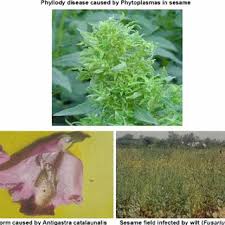 Image result for Sesamum parviflorum