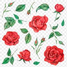 Download Premium Png Of Png Rose And Leaf Set Transparent Background Flower Illustration Red Rose Flower Rose
