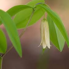 Image result for Colchicaceae