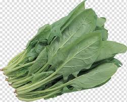 spinach palak paneer lettuce salad salad transparent background png clipart hiclipart spinach palak paneer lettuce salad