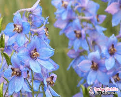 Nomi di fiori per bambine. Piccole Piante Con Foglie Blu Elenco Di Fiori Blu Con Nomi E Foto Campo Giardino E Interni