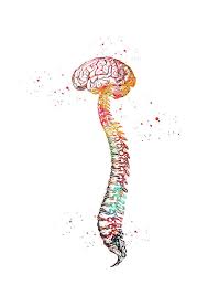 Human Spine With Brain By Erzebet S Brain Art Neurology Art Human Anatomy Art
