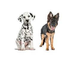 Maybe you would like to learn more about one of these? The German Shepherd Dalmatian Mix German Shepherd Dog Hq