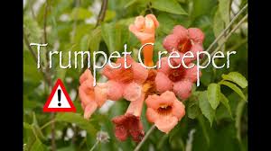✓ free for commercial use ✓ high quality images. Trumpet Creeper Cautions Youtube