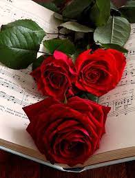 Roses Bunga Wallpaper Bunga Poster Bunga