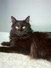 Black Cat Breeds: 11 Breeds With Gorgeous Dark Coats