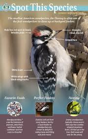 Michigan Bird With Black And White Striped Head Pin On Cool Critter Stuff