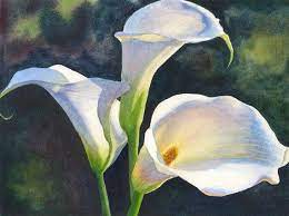 Calla Lilies Watercolor Painting Original By By Cathyhillegas Lily Painting Watercolor Flower Art Watercolor Paintings