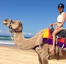 The advert for beach camel riding at coffs harbour had caught my eye a year or so back and the thought was tucked away on my mental bucket list. Coffs Coast Camels Coffs Harbour