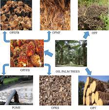 Oil Palm Elaeis Guineensis Biomass In Malaysia The Present And Future Prospects Springerlink