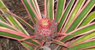 Growing Variegated Pineapples How To Care For Variegated Pineapple Plant Pineapple Planting Growing Pineapple Pineapple Plant Care