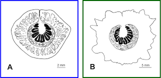 Image result for Cynanchum praecox