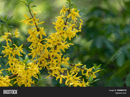 Forsythia are beautiful mounds of yellow in early spring but they have an imitator quietly invading gardens around the globe. Flowering Forsythia Image Photo Free Trial Bigstock