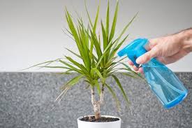 Use soap and water to spray the plant on a regular basis, remember spider mites reproduce at a. Homemade Bug Spray For Houseplants Homemade Bug Spray Diy Bug Spray Bug Spray For House