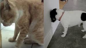 Hydrocephalus (water on the brain), tumors in the brain, strokes or vascular accidents in the brain. If Your Pet Is Pushing Its Head Against A Wall Get Them To A Vet Asap Iheartradio