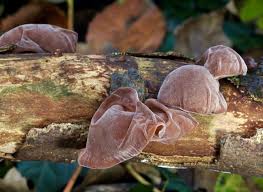 | meaning, pronunciation, translations and examples. January S Fungi Focus Witches Butter Warlock S Butter And Yellow Brain Woodlands Co Uk