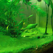 How to remove algae from a fish tank. How To Get Rid Of Cyanobacteria In The Aquarium Algae Pethelpful