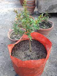 Growing Pomegranate Plant From Seed Monthly Growth Monitoring Plants Growing Seeds Pomegranate Growing