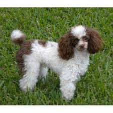 Black And White Parti Toy Poodle Chocolate Parti Toy Poodle Google Search Poodle Parti Poodle White Toy Poodle