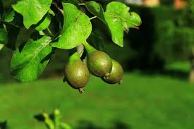 Keempat jenis buah tersebut sangat cepat menghasilkan dan berbuah ketika ditanam untuk jenis buah melon maka perlu disedikan pekarangan yang cukup luas. 9 Jenis Tanaman Buah Yang Bisa Ditanam Di Halaman Rumah
