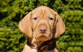 You'll be asked to provide information about yourself and what you are looking for so the. Hungarian Vizsla Puppies Breed Information Puppies For Sale Vizsla Vizsla Puppies Vizsla Dogs