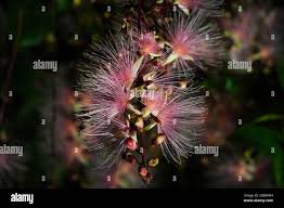 Image result for Barringtonia racemosa