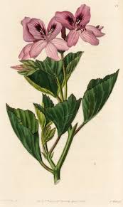 Image result for Geraniaceae