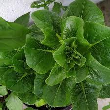 Image result for Lactuca setosa