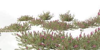 Image result for Myrtaceae