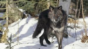 You can also upload and share your favorite wolf wallpapers 1920x1080. Black Gray Wolf Hd Desktop Wallpaper Widescreen High Definition Fullscreen