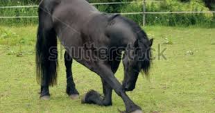 a trained friesian horse doing circus tricks friesenpferde pferd friesisch