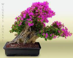100 Bonsais Em Flor Plantas Bonsai Jardim Bonsai Bougainvillea
