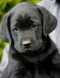 That Face I Just Want To Kiss And Hug This Little One Labradorretriever Ilovepuppies Labrador Sevimli Kopek Yavrulari Sevimli Hayvan Yavrulari Yavru Kopek