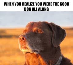 100 Dog Memes That Will Keep You Laughing For Hours Download the marvelous dog memes clean funny. 100 dog memes that will keep you