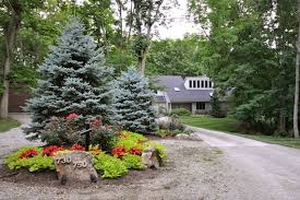 Best Trees To Grow Curb Appeal Colorado Blue Spruce Blue Tree Landscaping Blue Spruce Tree