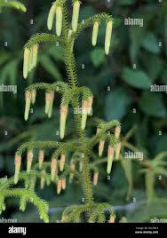 Image result for Lycopodiella cernua