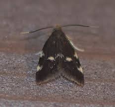 Image result for Telechrysis tripuncta