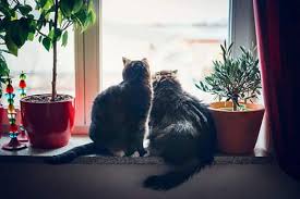 Which flowers are toxic to dogs and cats?there are many common ornamental flowers which can be toxic to cats and dogs. Houseplants That Are Toxic To Cats Hill S Pet