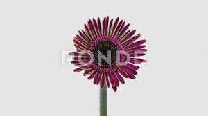 Time Lapse Of Opening Pink Gerbera Flower 4k With Alpha Channel Stock Footage Pink Gerbera Opening Time Gerbera Flower Pink Gerbera Gerbera