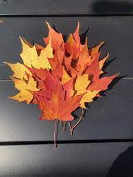 12 Pressed Sugar Maple Leaves Real Leaves Fall Leaves Dried Maple Leaves Fall Wedding Fall Decorations Fall Crafts Autumn Leaves Fall Crafts Small Wreaths Autumn Leaves