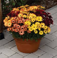 Image result for paprskovka obrázek