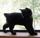 American Bobtail Cat Breed Information, Pictures ...